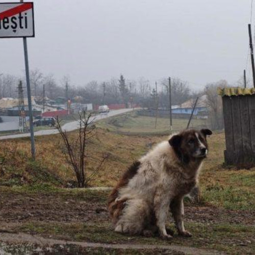 Satele din Botoșani, în pericol de dispariție: mai multe înmormântări decât nașteri