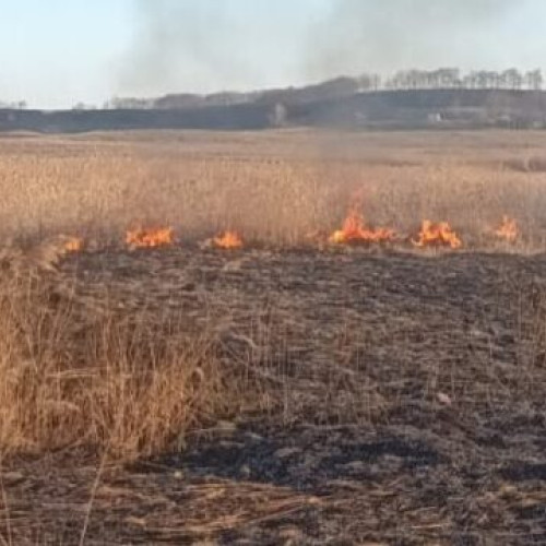 FOTO Doi botoșăneni au incendiat hectare întregi de vegetație în două localități. Era cât pe ce să ardă și o livadă de aronia