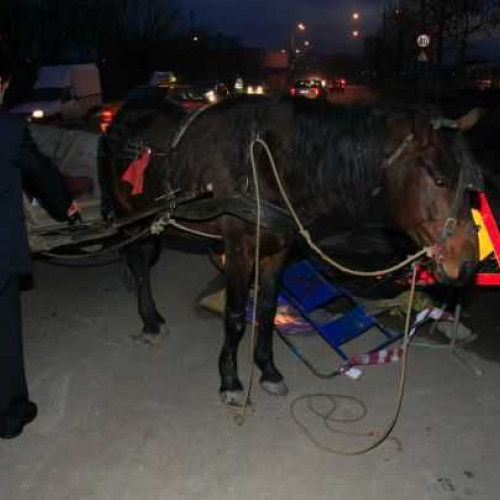 Crește numărul accidentelor grave din căruțe în județul Botoșani