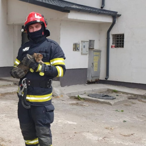 Pisica Cora salvată de pompieri în Saveni