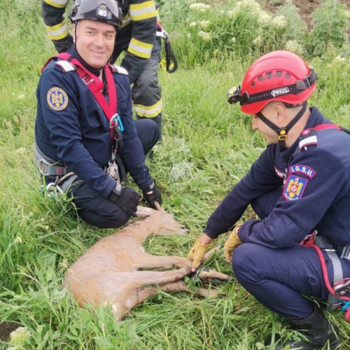 Caprior salvat de pompierii din Botoșani după ce a căzut într-un puț