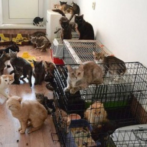 O femeie din Botoșani, sancționată pentru adoptarea a 75 de pisici