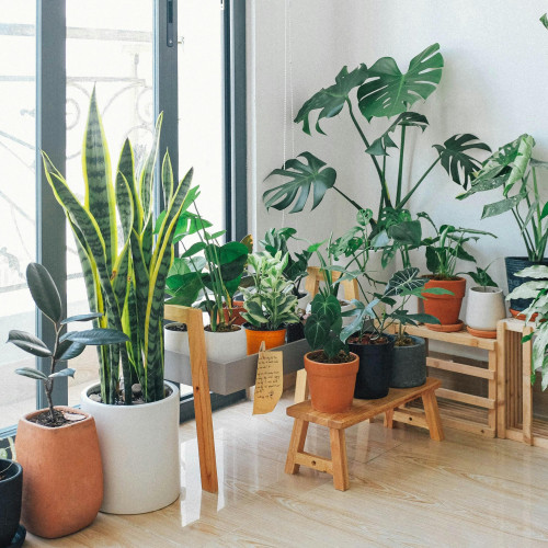 Plantele de apartament: soluții naturale pentru un aer mai curat în sezonul cald