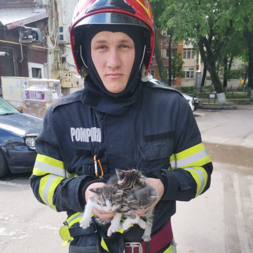 Pisicuțe salvate din tavanul fals al unei case din Botoșani