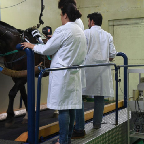 Cai de rasă modificați genetic născuți în Argentina
