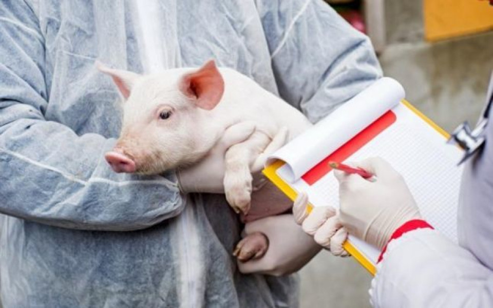 Focar de pestă porcină africană confirmat în comuna Albești, instituite măsuri speciale