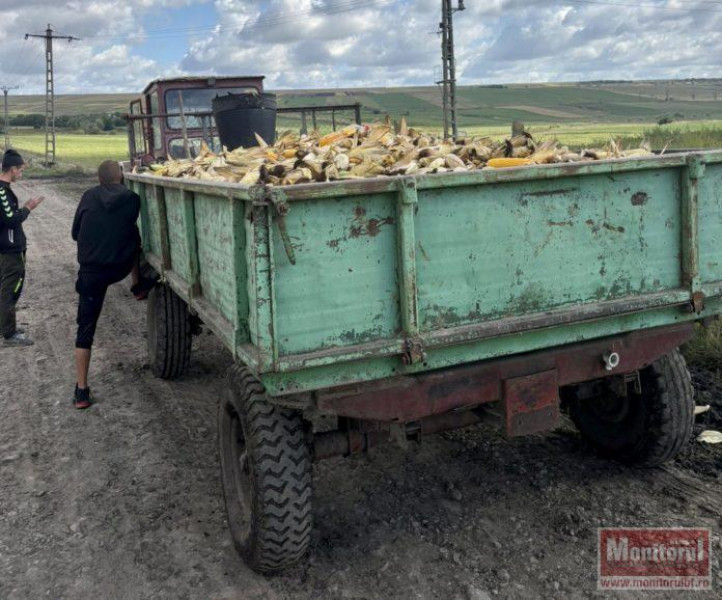 Tractorist fără permis și cu alcoolemie, prins după ce a furat cinci tone de porumb