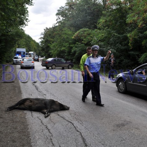 Bărbat din Dorohoi a lovit mortal un mistreț pe DN29A, lângă Suceava