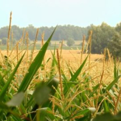 România are cel mai redus procent de agricultură ecologică din UE, cu doar 5,8% din terenuri
