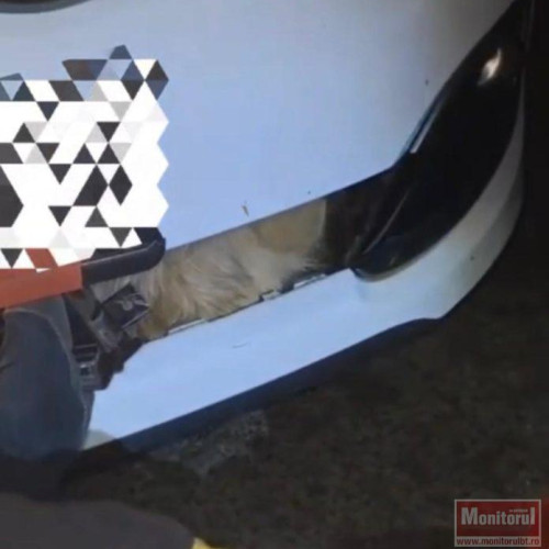 Pompierii au salvat un câine prins între bara și radiatorul unei mașini la Cotu