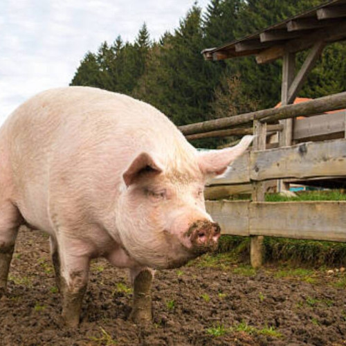 Pestă porcină africană confirmată la un porc din Durnești, autoritățile iau măsuri