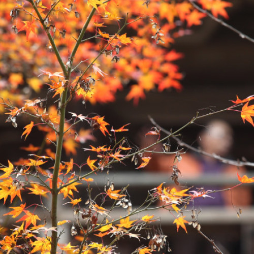 Temperaturi peste medie pentru prima săptămână din noiembrie în România