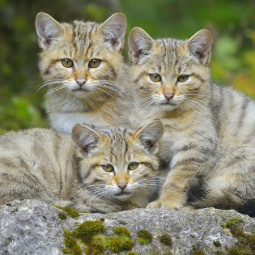Trei pui de pisică sălbatică filmați în pădurea din Ocolul Silvic Marginea