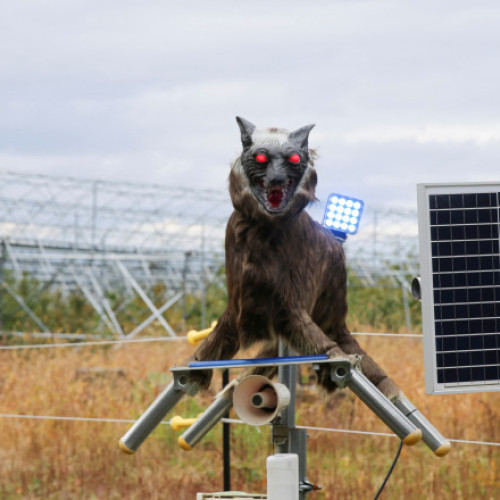 Administrațiile din nordul Japoniei apelează la armată din cauza atacurilor urșilor